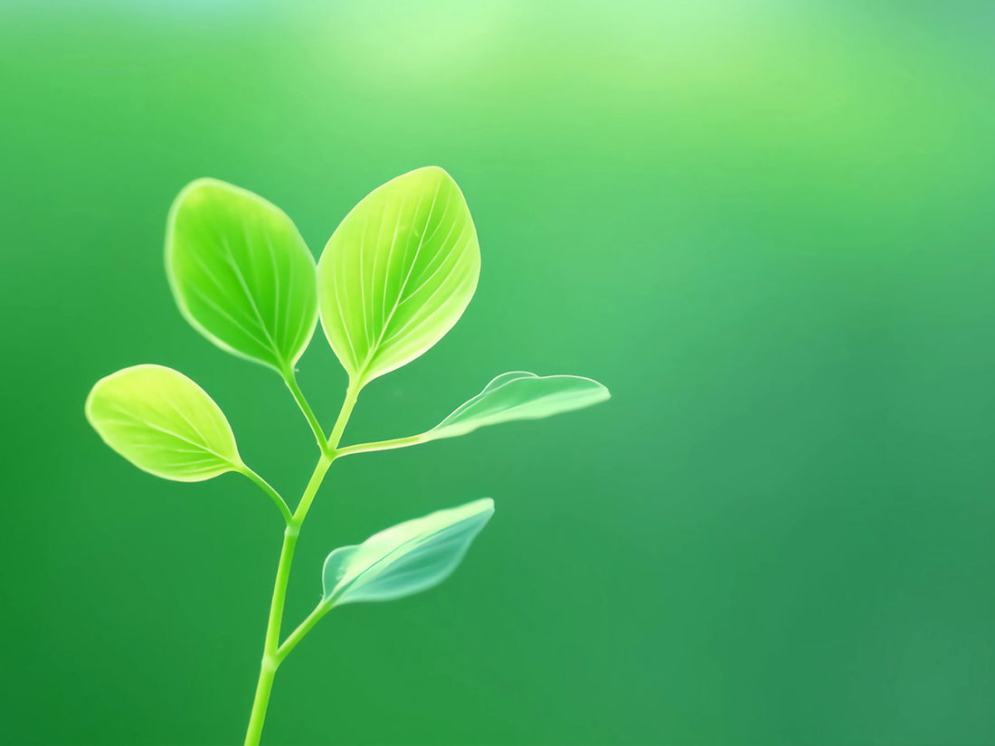 A green grass with five leaves, the background is uneven green after blurring.