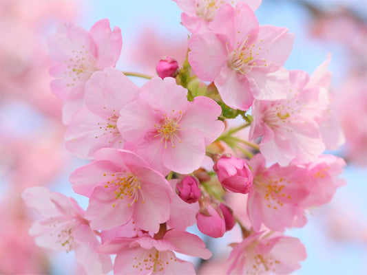 One skin care tip per week: cherry blossoms